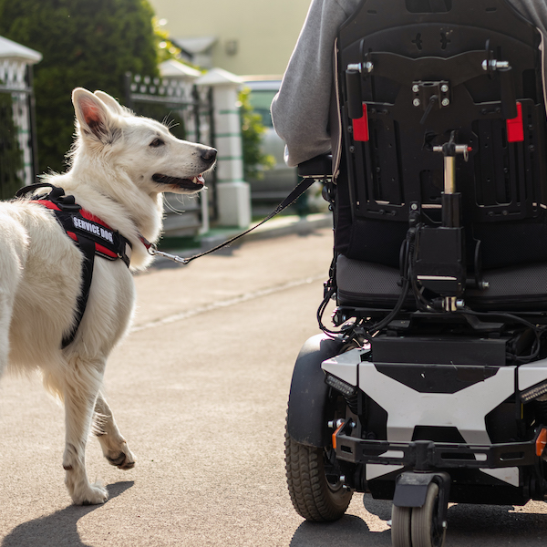 A service dog walks alongside a person in a power wheelchair